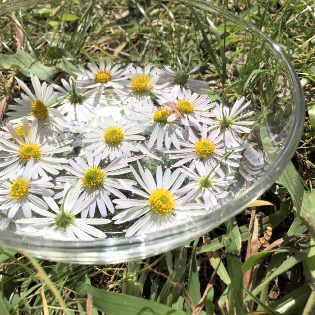 フラワーエッセンス